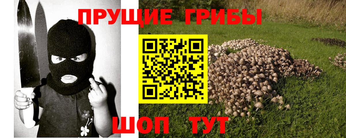Псилоцибиновые грибы Psilocybe Невинномысск